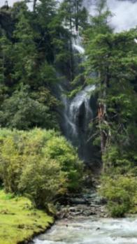 中国特有鸟——红腹锦鸡现身山西沁水